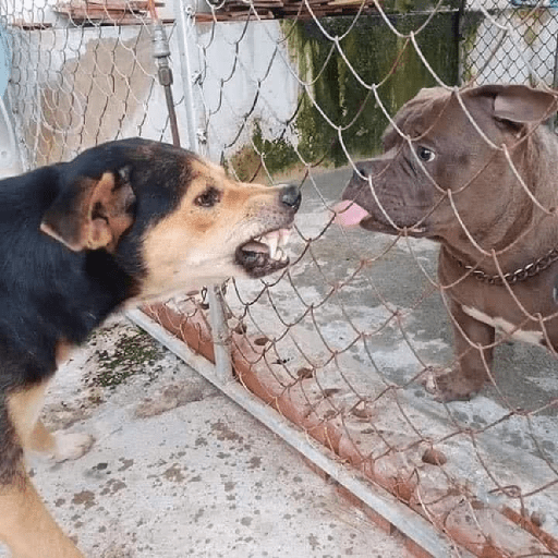 Perritos  15