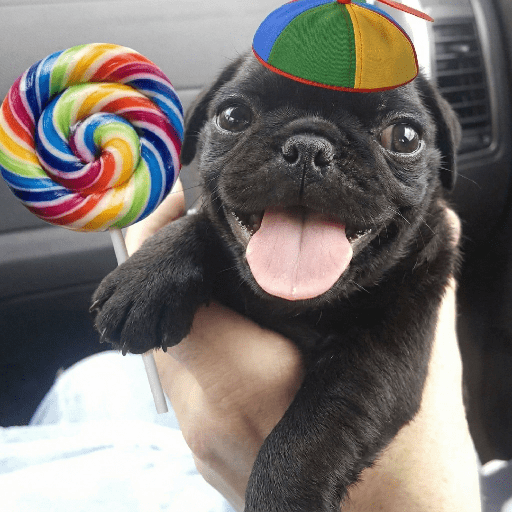 Perritos  1
