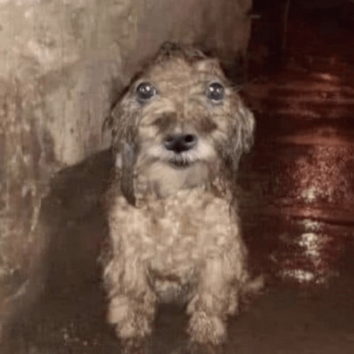 Perritos  12