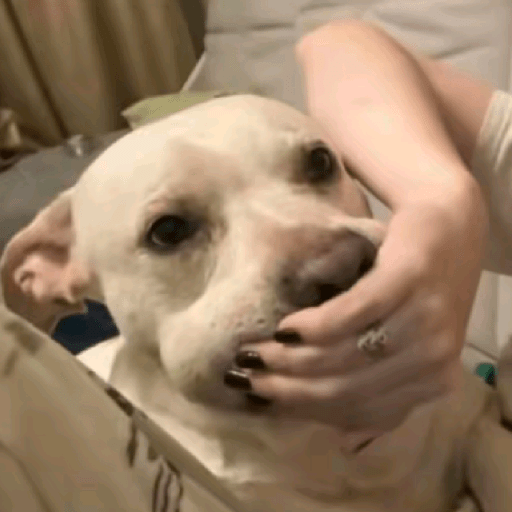 Perritos  19
