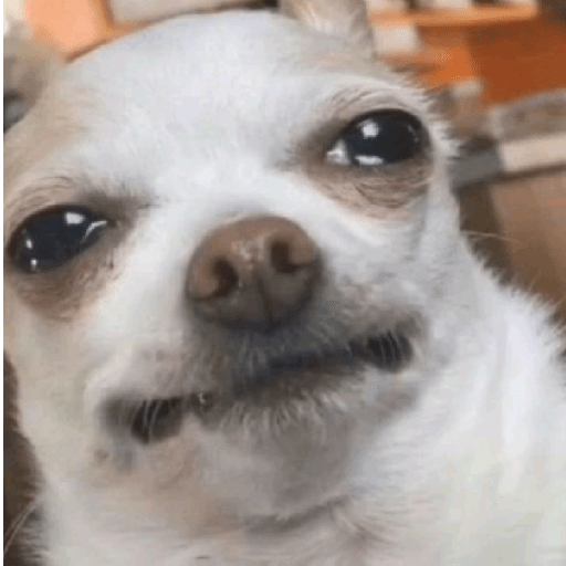 Perritos  20