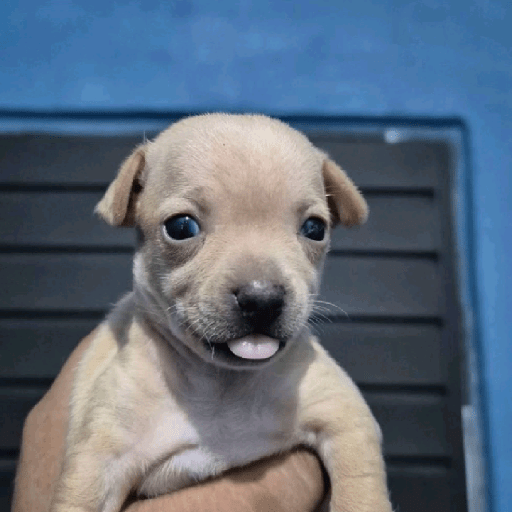 Perritos  10