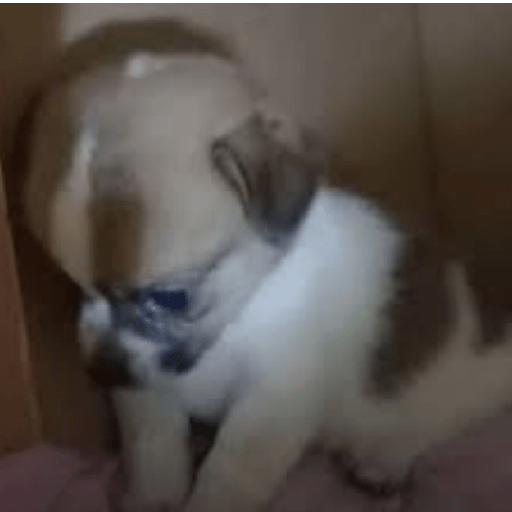 Perritos  22