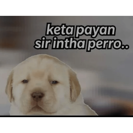Cheems tamil stickers doge 19