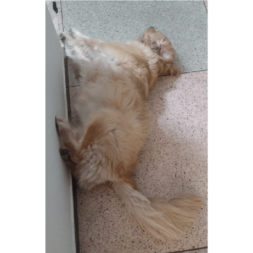 Perros criollos  17