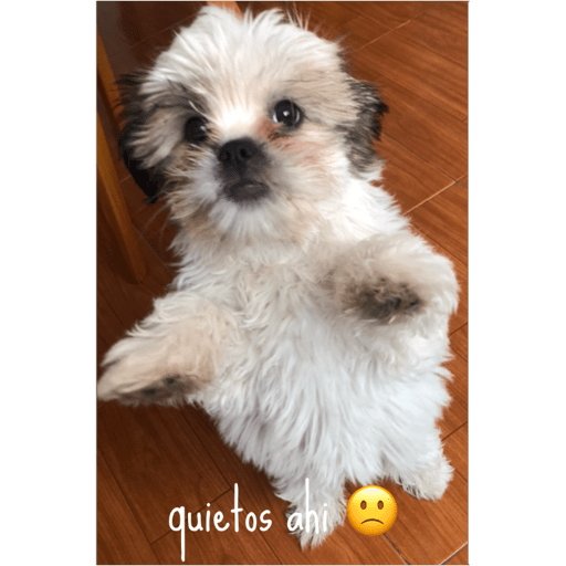 Perros criollos  19