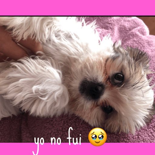 Perros criollos  20