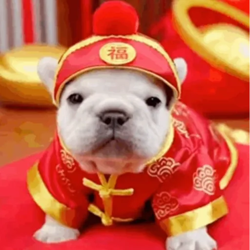 Pibble 23