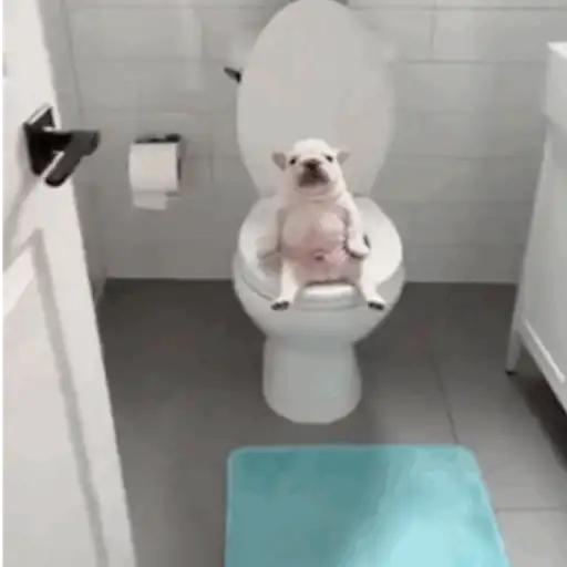 Pibble 16
