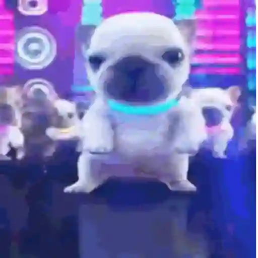 Pibble 10