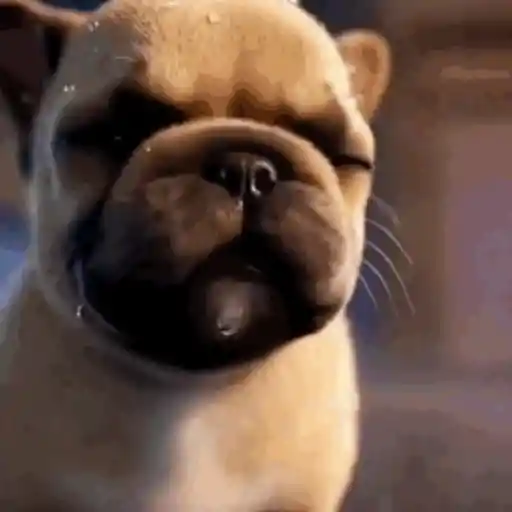 Pibble 11