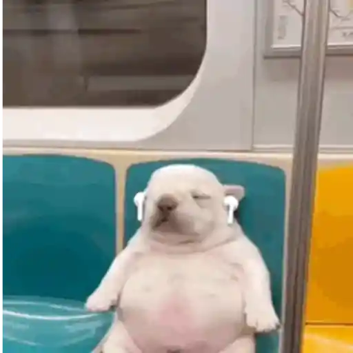 Pibble 17