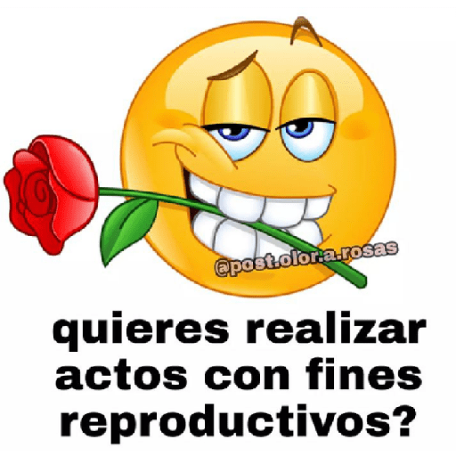 Bolita amarilla 2 24