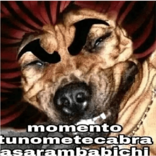 Que viva los completos 21