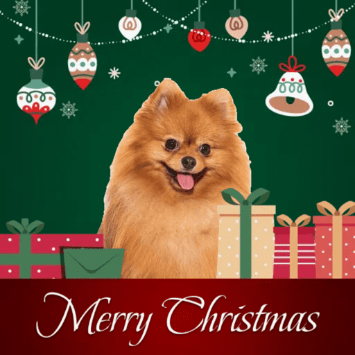 Natal com os dogs  13