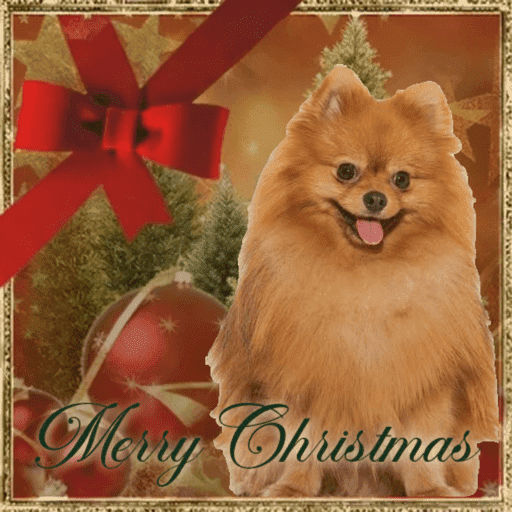 Natal com os dogs  9
