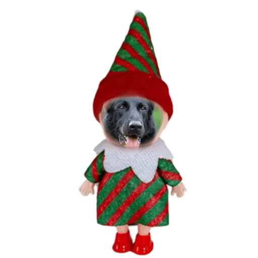 Natal com os dogs  8