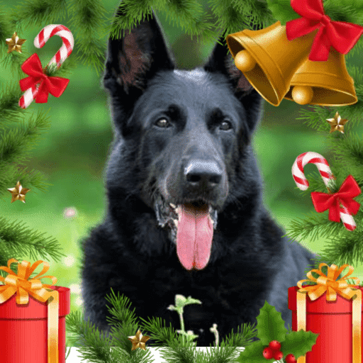 Natal com os dogs  15