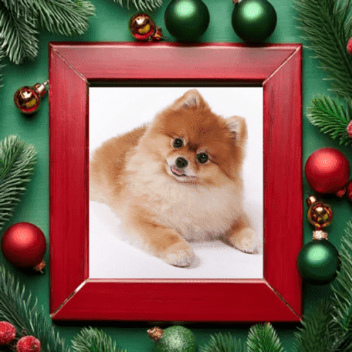 Natal com os dogs  14