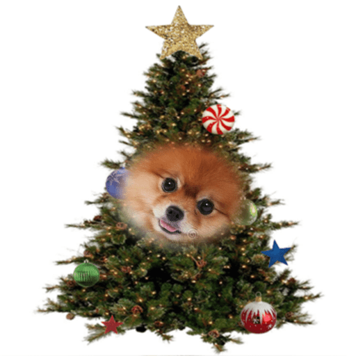Natal com os dogs  6