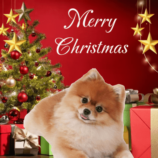 Natal com os dogs  10