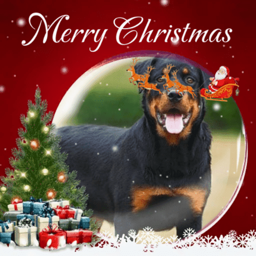 Natal com os dogs  11
