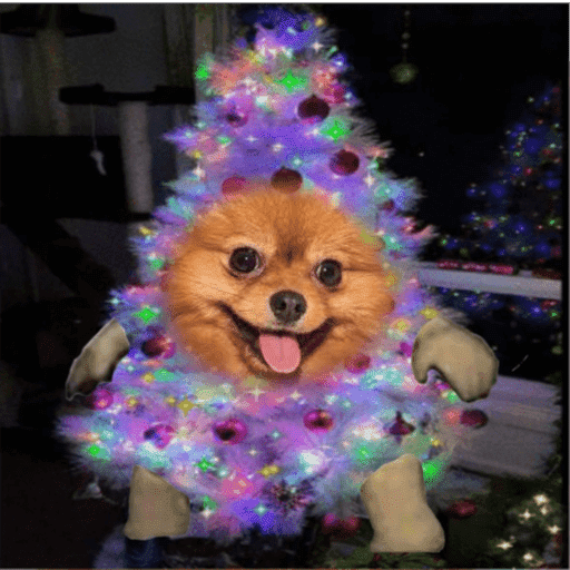 Natal com os dogs  2