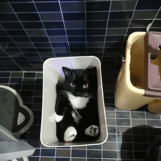 Catos cute y random 3 2