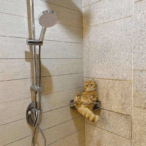 Catos cute y random 3 1
