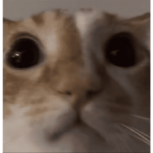Catos cute y random 3 24
