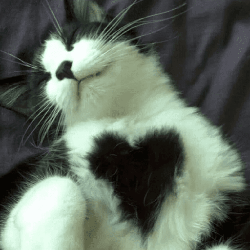 Catos cute y random 3 22