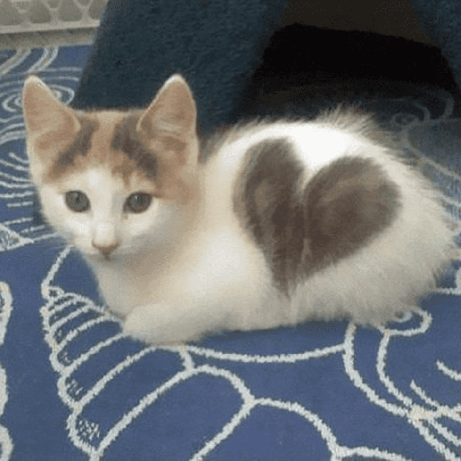 Catos cute y random 3 21
