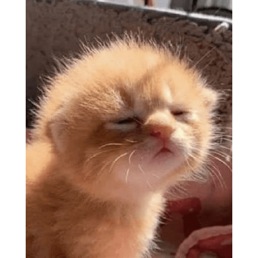 Catos cute y random 3 3
