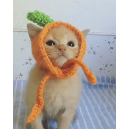 Catos cute y random 3 6