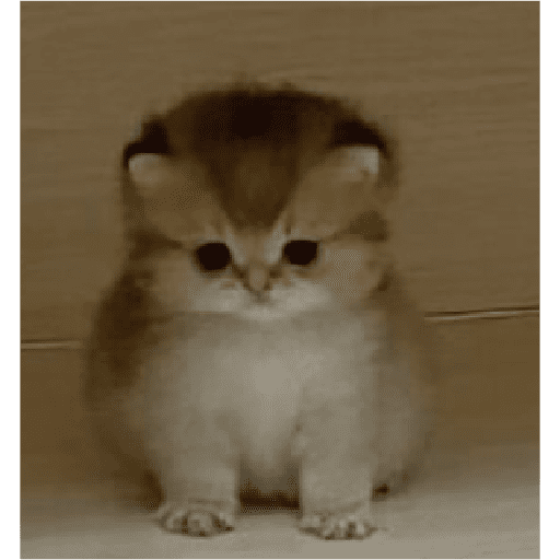 Catos cute y random 3 8