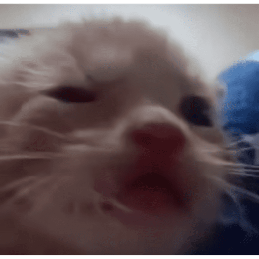 Catos cute y random 3 28