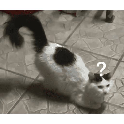 Catos cute y random 3 29
