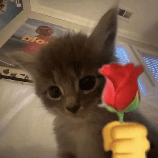 GATOS/CATS 14