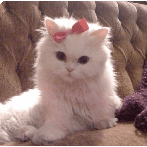 GATOS/CATS 15