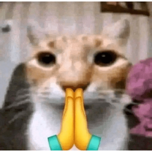 GATOS/CATS 16