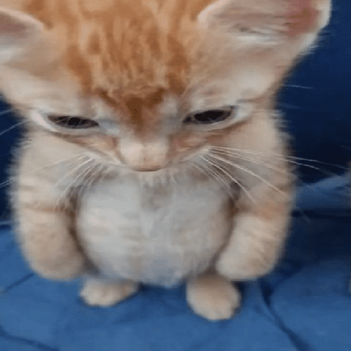 GATOS/CATS 19
