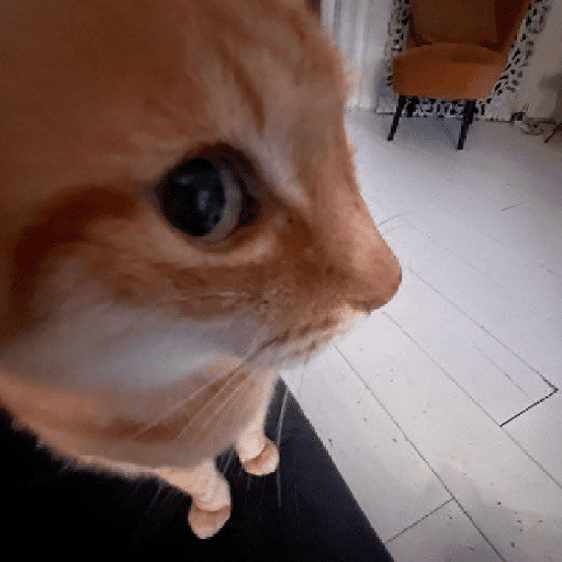 GATOS/CATS 20