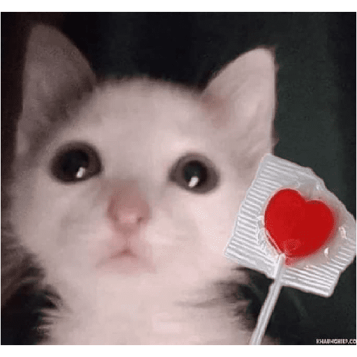 GATOS/CATS 21