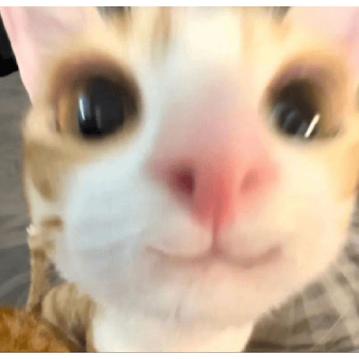 GATOS/CATS 25