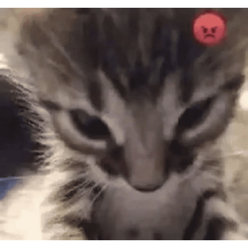 GATOS/CATS 2