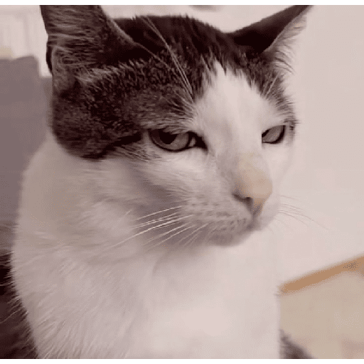 GATOS/CATS 5