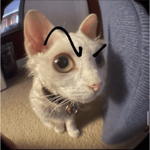 GATOS/CATS 10