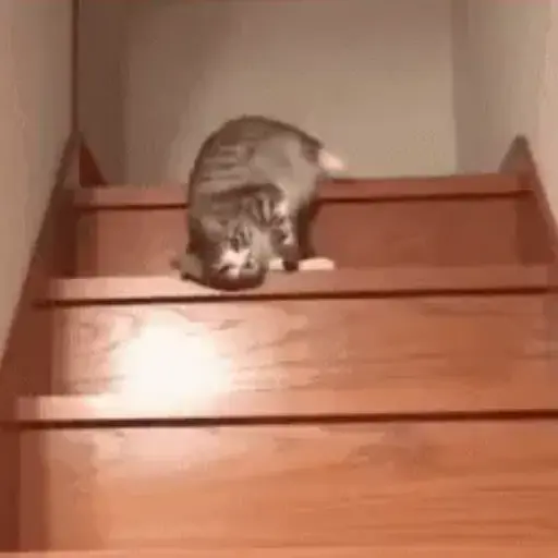 🐈 cat