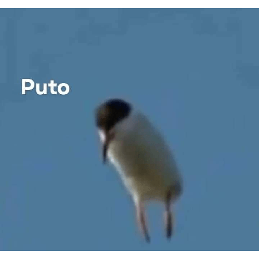 Meme 23