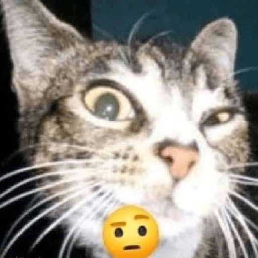 Cat meme 2